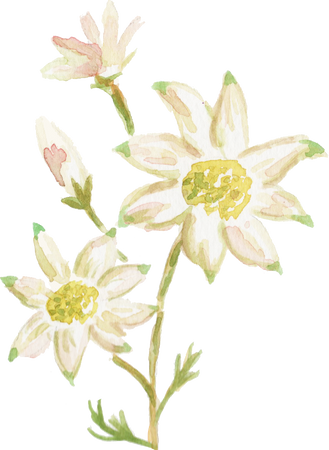 Watercolor Flannel Flower Actinotus Helianthi Australian Native Flower